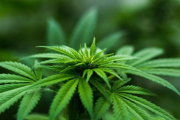 Milpitas市議會重審大麻議題   居民呼籲永久禁止